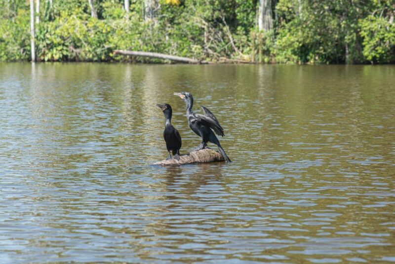 Tambopata Tour 4 Days - Pickup and Transfers