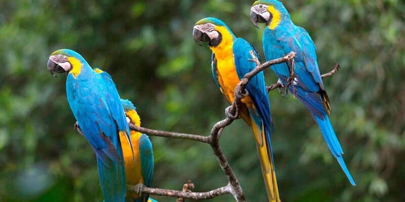 Tambopata Tour With Ayahuasca Ceremony 4 Days - Daily Itinerary