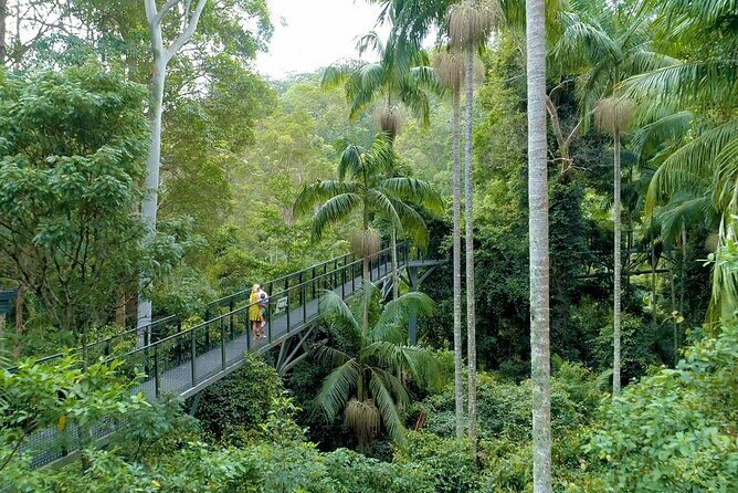 Tamborine Rainforest Skywalk + Hop on Hop off Bus - An In-Depth Look at the Tour Experience