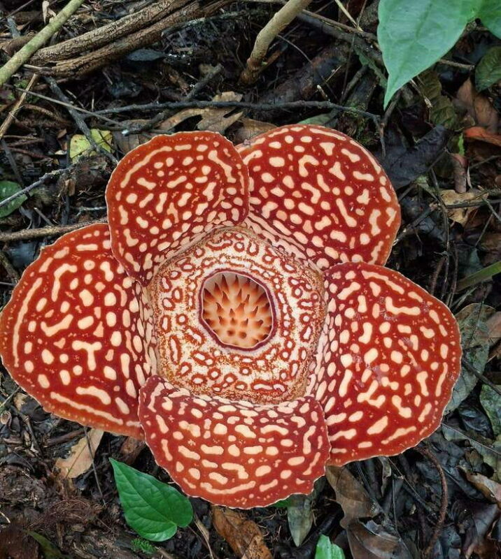 Tambunan: Rafflesia Flower Trekking with Rustic Lunch - Key Points