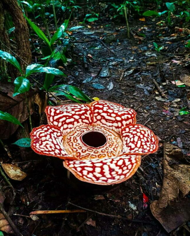 Tambunan: Rafflesia Flower Trekking with Rustic Lunch - What’s this tour all about?