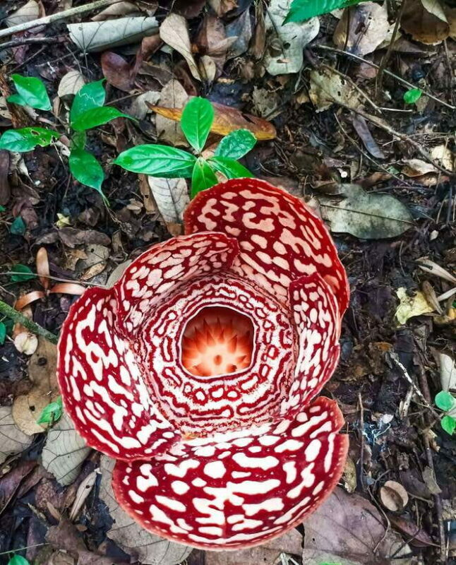 Tambunan: Rafflesia Flower Trekking with Rustic Lunch - The Rustic Riverside Lunch