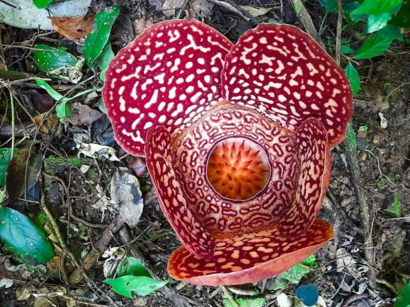 Tambunan: Rafflesia Flower Trekking with Rustic Lunch - Transportation and logistics