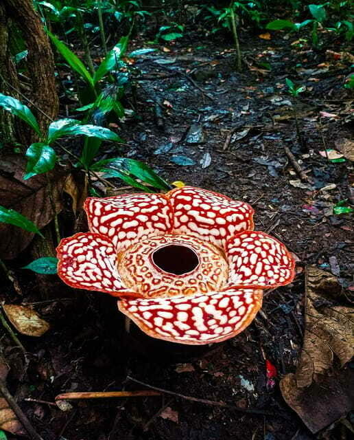 Tambunan: Rafflesia Flower Trekking with Rustic Lunch - Who is this trip best for?
