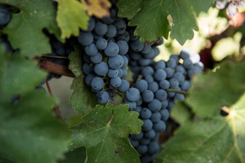 Tamburini Wine Tour and Tasting - Wine Selection and Tasting Menu