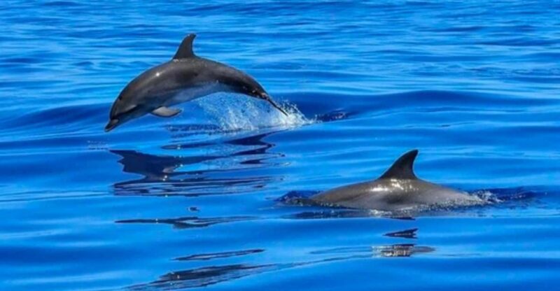 Tampa Bay: Dolphin Shelling Snorkeling Cruise - Key Points