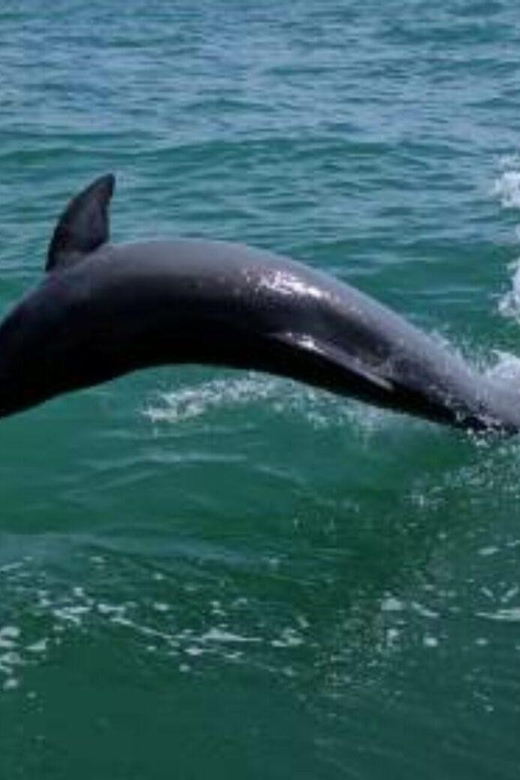 Tampa Bay: Dolphin Shelling Snorkeling Cruise - Tour Details