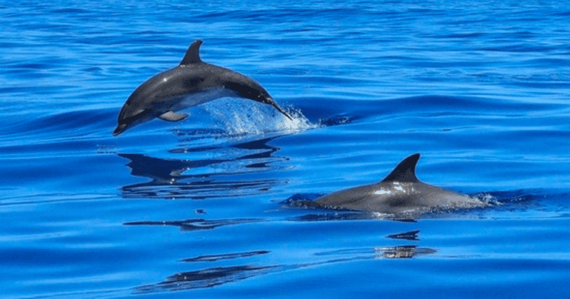 Tampa Bay: Dolphin Shelling Snorkeling Cruise - What to Bring and Restrictions