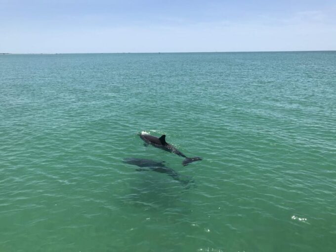 Tampa Bay: Dolphin Shelling Snorkeling Cruise - Pricing and Discounts