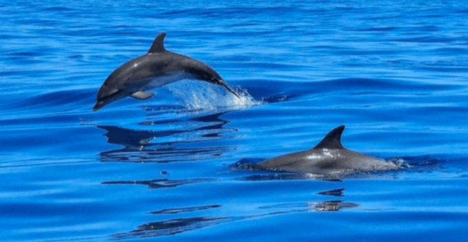 Tampa Bay: Dolphin Shelling Snorkeling Cruise - Frequently Asked Questions