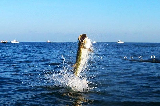 Tampa Bay Inshore Fishing Charters - Target Species