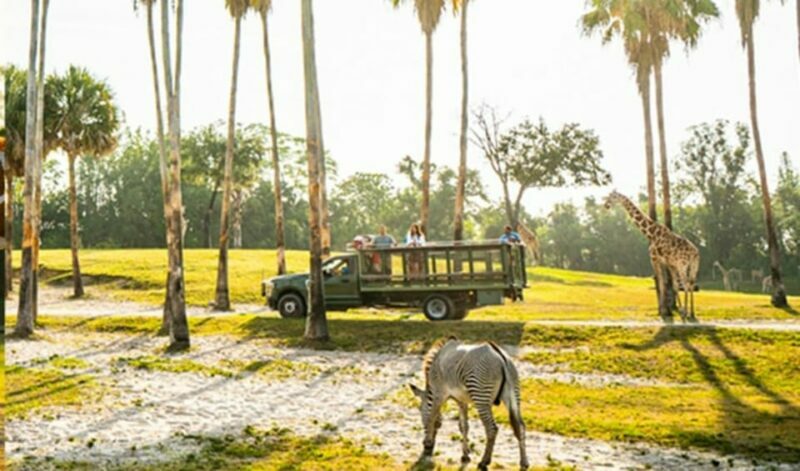 Tampa Bay: Serengeti Safari Tour - Key Points