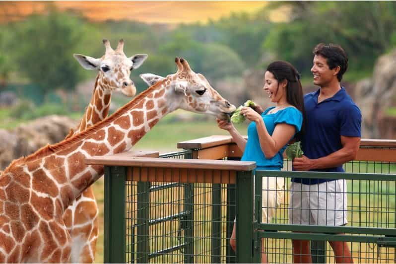 Tampa Bay: Serengeti Safari Tour - Value and Pricing: Does It Make Sense?