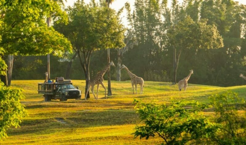 Tampa Bay: Serengeti Safari Tour - Practical Tips for Visitors
