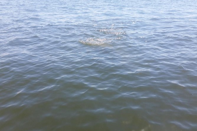 Tampa Celebrity Homes Boat Tour - Meeting Point and Pickup