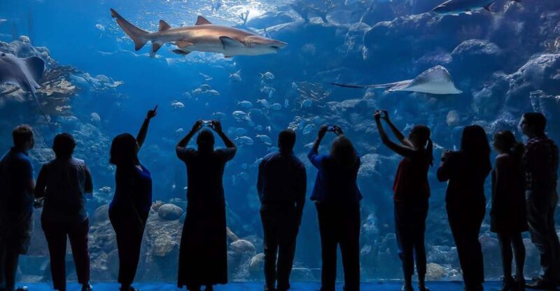 Tampa: The Florida Aquarium Ticket - Exhibits and Touch Pools