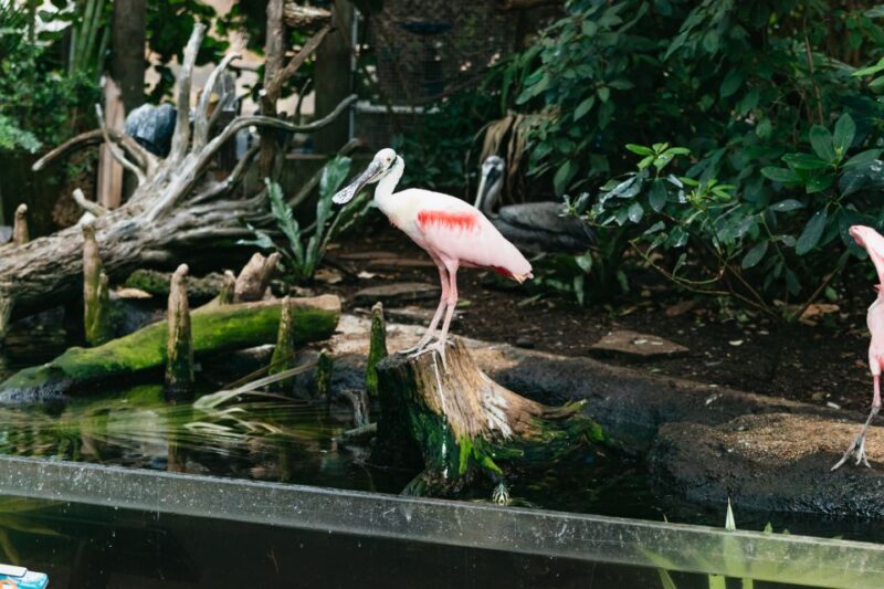 Tampa: The Florida Aquarium Ticket - Sharks, Rays, and Reef Life