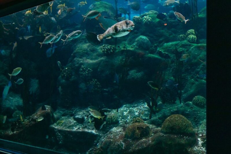 Tampa: The Florida Aquarium Ticket - Waves of Wonder and Splash Pad