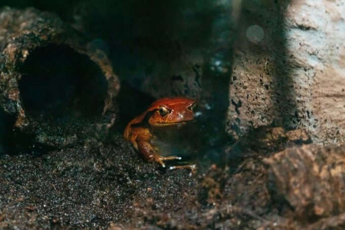 Tampa: The Florida Aquarium Ticket - Accessibility and Rentals