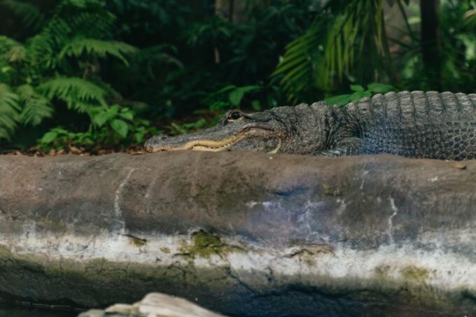Tampa: The Florida Aquarium Ticket - Conservation and Community Impact