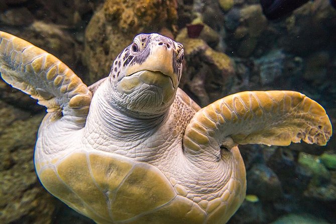 Tampas ZooQuarium Admission - Exploring Zoo Tampa and Florida Aquarium