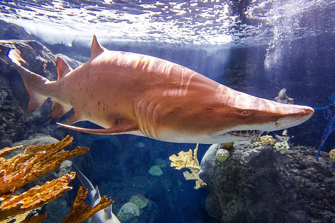 Tampas ZooQuarium Admission - Saving Time and Money With Zooquarium