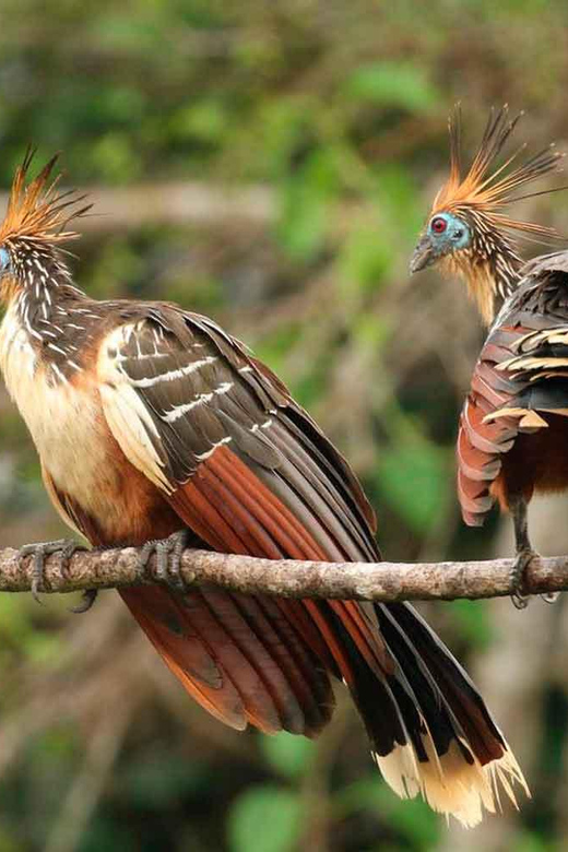 Tamshiyacu Reserve – 5 Days and 4 Nights - Daily Itinerary