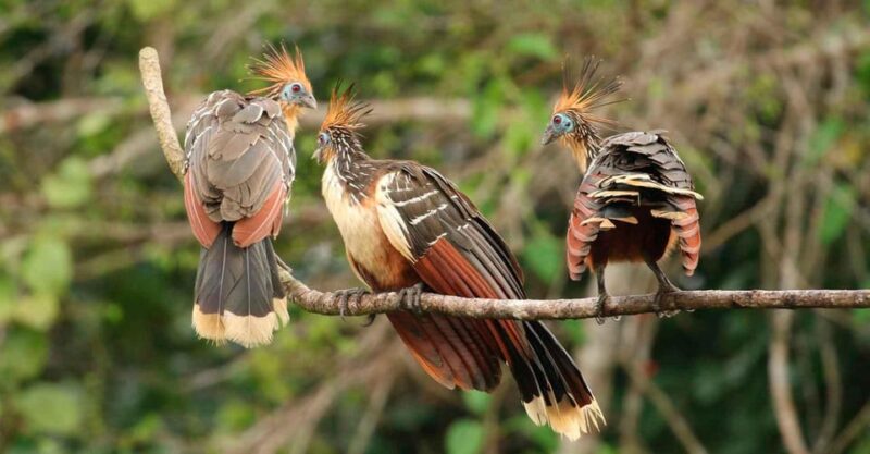 Tamshiyacu Reserve – 6 Days and 5 Nights | Iquitos - Activities and Experiences