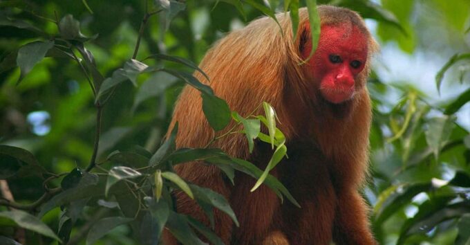 Tamshiyacu Reserve – 6 Days and 5 Nights | Iquitos - Accommodations and Meals