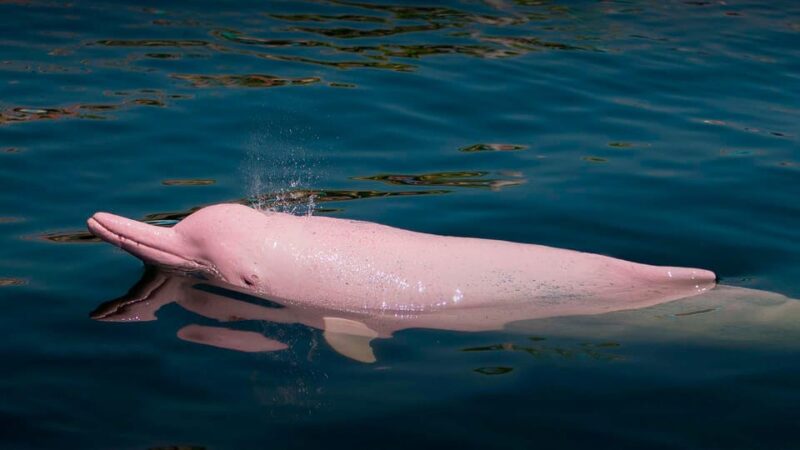 Tamshiyacu Tahuayo Reserve Tour 3 Days - Included and Excluded