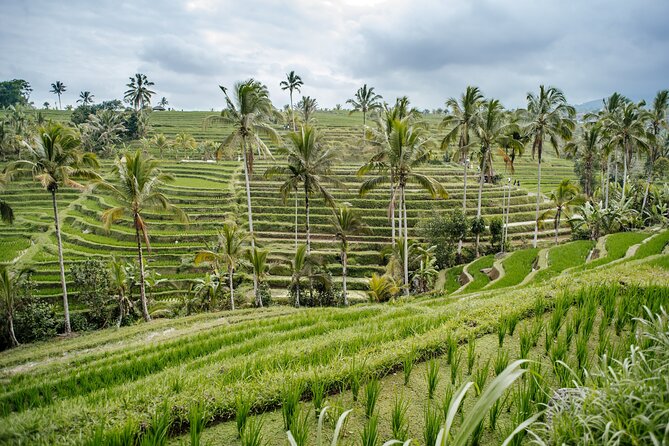Tanah Lot & UNESCO Heritage Small Group Tour - Jatiluwih Rice Terraces