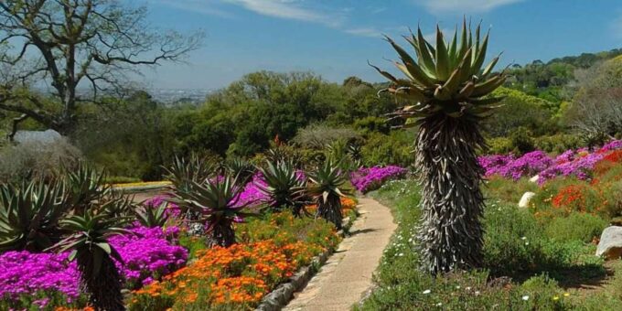 Tandem Paragliding, Green Market and Constantia Wine Tasting - Frequently Asked Questions