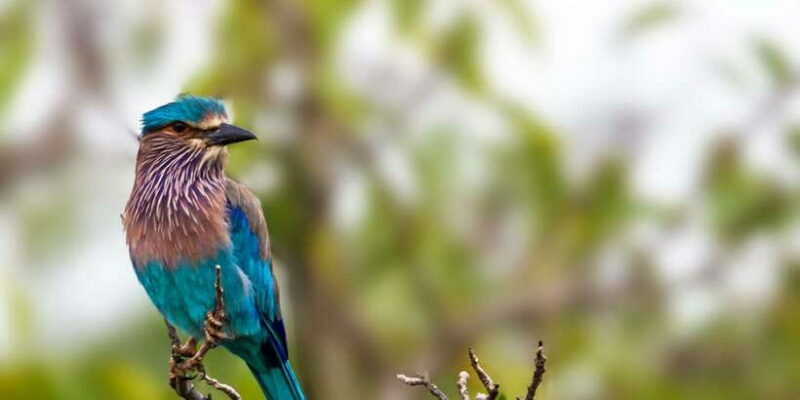 Tangalle/Hiriketiya/Mirissa/Galle: Ella Transfer & Yala Tour - The Authenticity and Value of the Safari