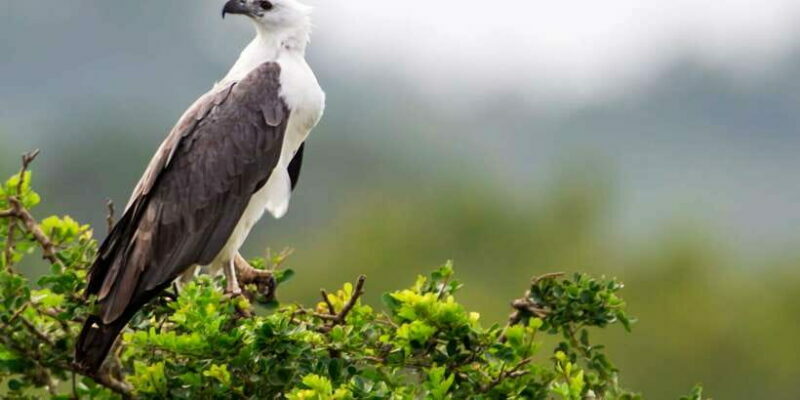 Tangalle/Hiriketiya/Mirissa/Galle: Ella Transfer & Yala Tour - Transportation and Comfort