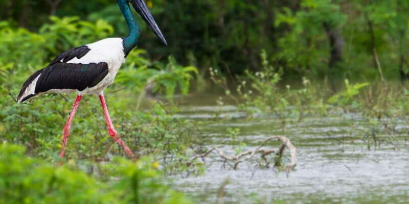 Tangalle/Hiriketiya/Mirissa/Galle: Ella Transfer & Yala Tour - Who Would Love This Tour?