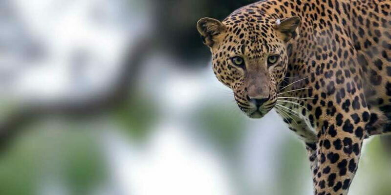 Tangalle/Hiriketiya/Mirissa/Galle: Ella Transfer & Yala Tour - FAQ
