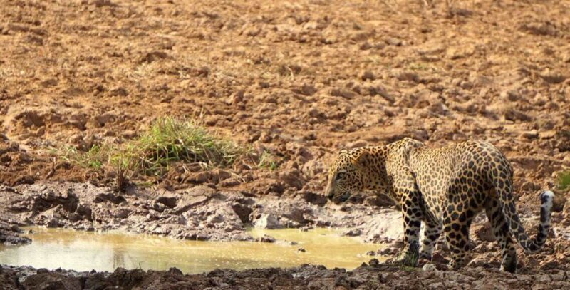 Tangalle/Hiriketiya: Udawalawa Safari & Elephant Transit Hom - Key Points