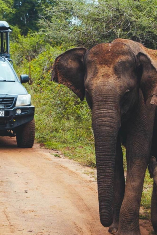 Tangalle/Hiriketiya: Udawalawa Safari & Elephant Transit Hom - Pricing and Reservation Details