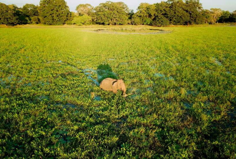 Tangalle/Hiriketiya: Yala National Park Safari in a 4x4 - Pricing & Value