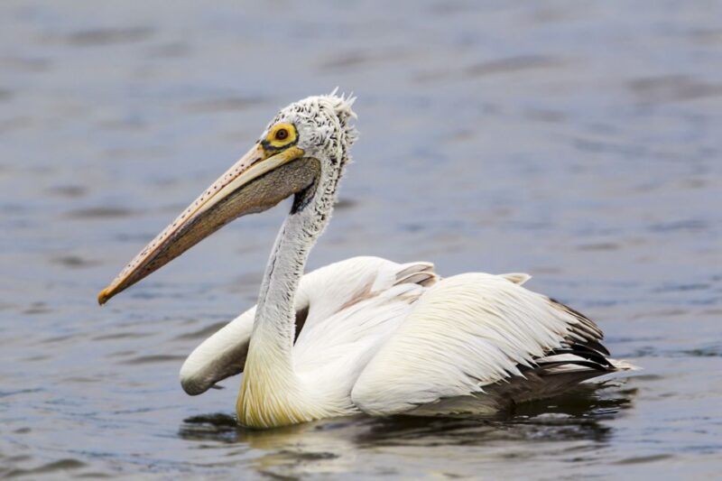 Tangalle: Safari Day Trip to Yala & Udawalawe W/ Picnic - Inclusions and Pricing