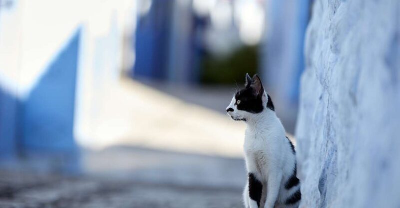 TANGER: Excursion to Tetouand and Chefchaouen - Key Points