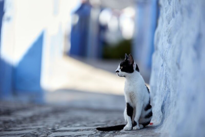 TANGER: Excursion to Tetouand and Chefchaouen - Language Options
