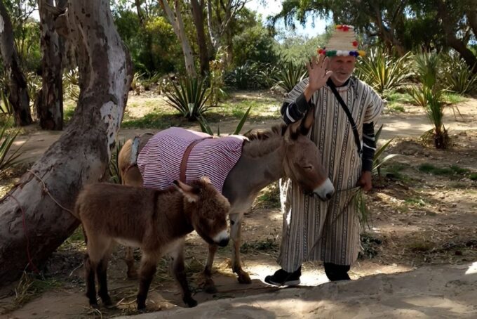 Tangier: Assilah Private Tour With Camel Ride - Frequently Asked Questions