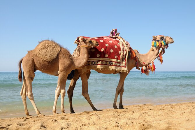 Tangier Day Trip From Casablanca With Camel Ride Experience - Group Size and Accessibility