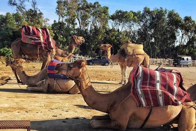 Tangier Private Day Tour - Meeting and Pickup