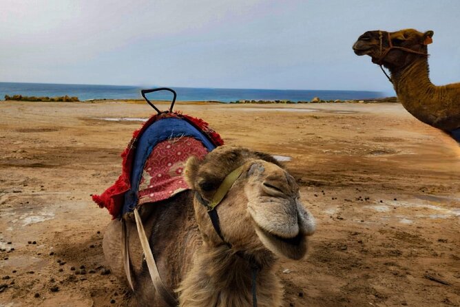 Tangier Private Day Trip From Casablanca by High Speed Train - Private Transportation in Tangier