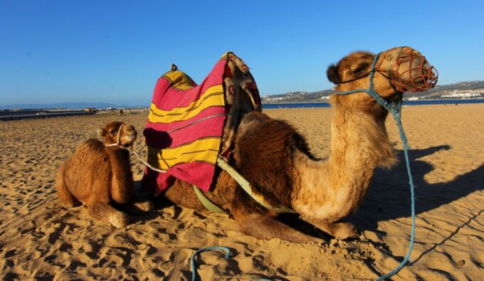 Tangier Private Tour + Camel Ride + Add-on: Moroccan Lunch - Important Information