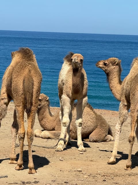 Tangier Tour From Estepona Spain - Booking Information