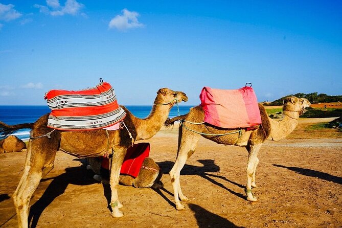 Tangier'S Sightseeing Daytour - Pickup and Accessibility