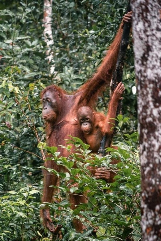 Tanjung Puting National Park Klotok - Highlights and Activities